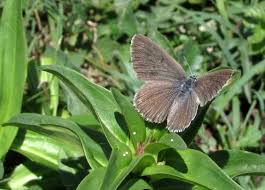 Attēlu rezultāti vaicājumam “Maculinea alcon upperside”