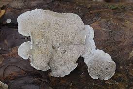 Attēlu rezultāti vaicājumam “Skeletocutis odora”