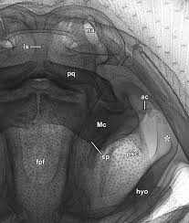 Image result for Styracura pacifica