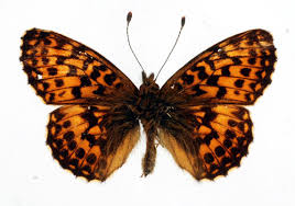 Attēlu rezultāti vaicājumam “Boloria titania”