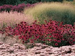 Image result for Piet Oudolf