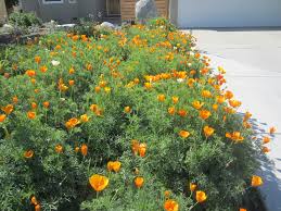 Attēlu rezultāti vaicājumam “Eschscholzia californica fruit”