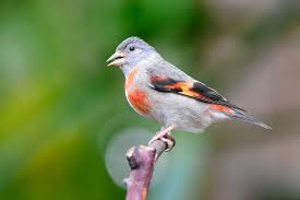 Attēlu rezultāti vaicājumam “Carduelis spinus female”