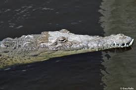 Image result for Crocodylus acutus