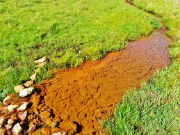 Attēlu rezultāti vaicājumam “Bryum neodamense macro”