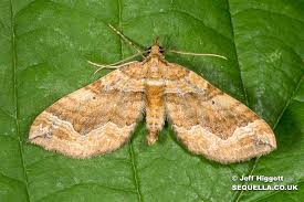 Attēlu rezultāti vaicājumam “Pelurga comitata”