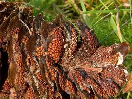 Attēlu rezultāti vaicājumam “Pucciniastrum areolatum”