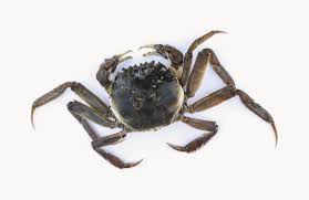 Image result for Eriocheir sinensis