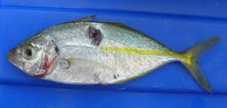 Image result for Pseudocaranx dentex