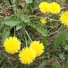 Attēlu rezultāti vaicājumam “Taraxacum officinale aggr. fruit”