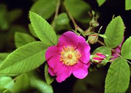 Attēlu rezultāti vaicājumam “Rosa villosa”