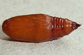 Attēlu rezultāti vaicājumam “Eupithecia venosata”