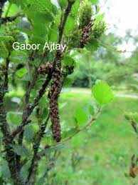 Attēlu rezultāti vaicājumam “Betula humilis”