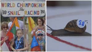 Image result for World Snail Racing Championships