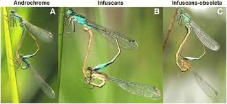 Attēlu rezultāti vaicājumam “Ischnura elegans”