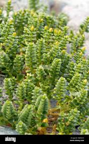 Attēlu rezultāti vaicājumam “Honckenya peploides leaf”