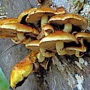 Attēlu rezultāti vaicājumam “Pholiota aurivella”