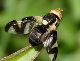 Attēlu rezultāti vaicājumam “Urophora cardui”