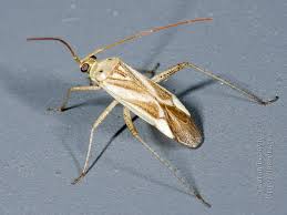 Attēlu rezultāti vaicājumam “Adelphocoris lineolatus imago”