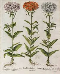 Attēlu rezultāti vaicājumam “Silene chalcedonica”