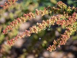 Attēlu rezultāti vaicājumam “Rumex obtusifolius flower”