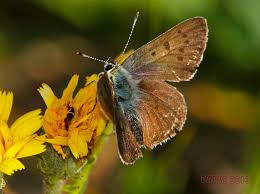 Attēlu rezultāti vaicājumam “Lycaena tityrus male”