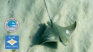 Image result for Aetomylaeus bovinus