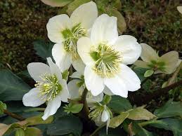 Image result for Christrose