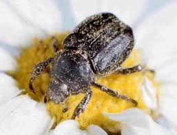 Attēlu rezultāti vaicājumam “Hoplia parvula”