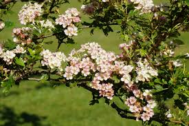 Attēlu rezultāti vaicājumam “Crataegus macracantha flower”