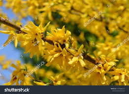 Attēlu rezultāti vaicājumam “Forsythia viridissima flower”