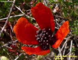 Attēlu rezultāti vaicājumam “Papaver argemone flower”