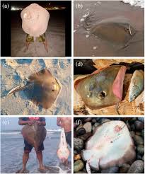 Image result for Hypanus longus