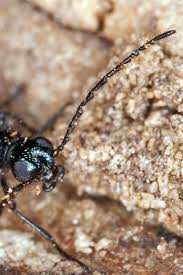 Attēlu rezultāti vaicājumam “Dasytes caeruleus imago”