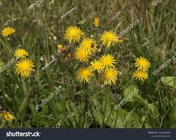 Attēlu rezultāti vaicājumam “Crepis biennis”