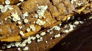 Attēlu rezultāti vaicājumam “Rimbachia neckerae”