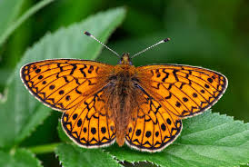 Attēlu rezultāti vaicājumam “Boloria eunomia”