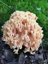 Attēlu rezultāti vaicājumam “Ramaria formosa”