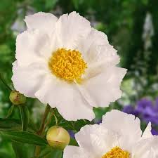 Attēlu rezultāti vaicājumam “Paeonia lactiflora”