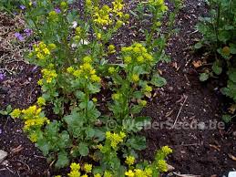 Attēlu rezultāti vaicājumam “Barbarea vulgaris subsp. arcuata flower”