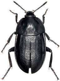 Attēlu rezultāti vaicājumam “Silpha obscura larva”