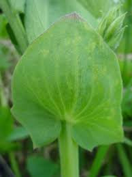 Attēlu rezultāti vaicājumam “Lathyrus japonicus subsp. maritimus flower”