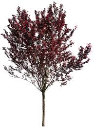 Attēlu rezultāti vaicājumam “Prunus cerasifera”