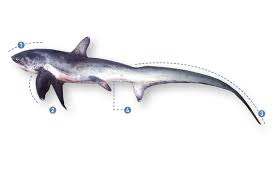 Image result for Alopias vulpinus