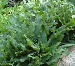 Attēlu rezultāti vaicājumam “Symphytum asperum leaf”