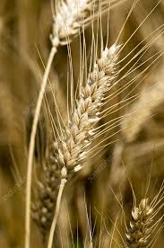 Attēlu rezultāti vaicājumam “Hordeum vulgare”