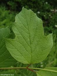 Attēlu rezultāti vaicājumam “Viburnum opulus leaf”