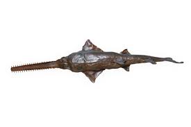 Image result for Pristis pristis