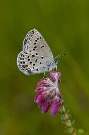 Attēlu rezultāti vaicājumam “Vacciniina optilete”
