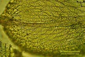 Attēlu rezultāti vaicājumam “Bryum argenteum sporophyte”